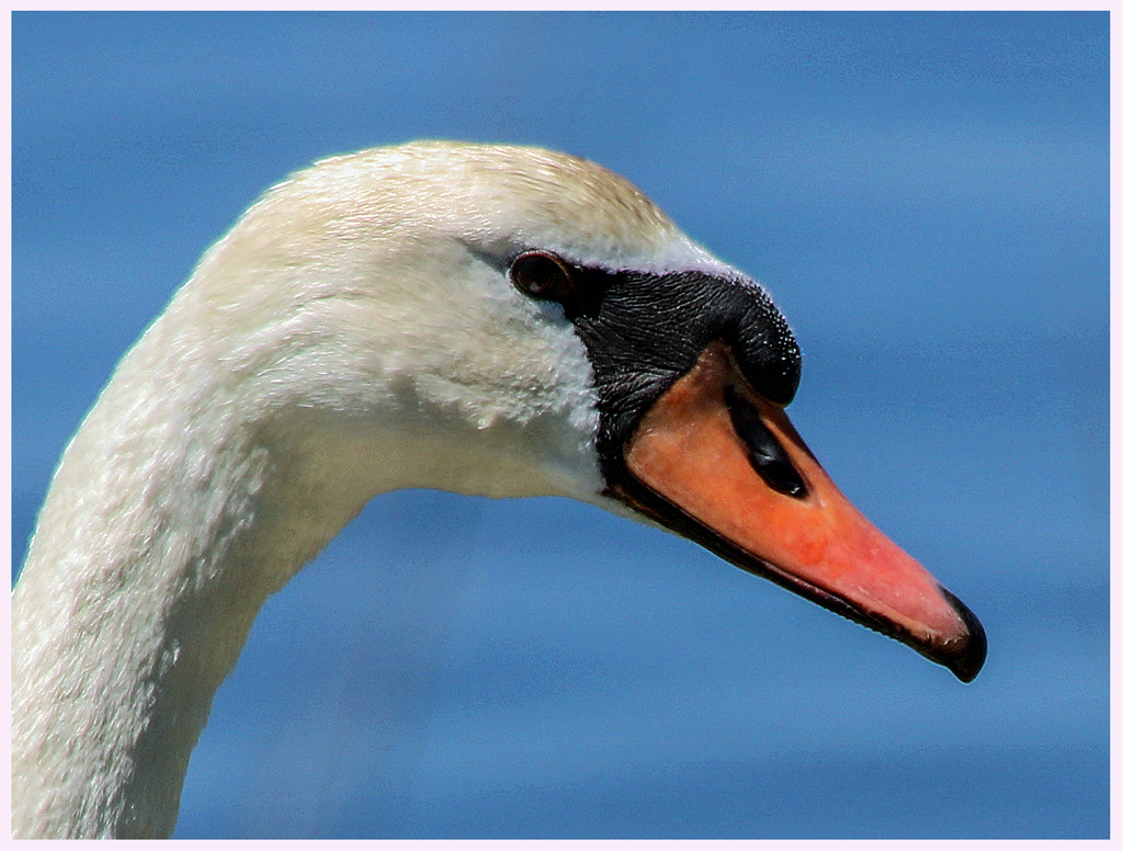Nature In Class B By Sandra Nuhn For Male Mute Swan OCT-2018.jpg